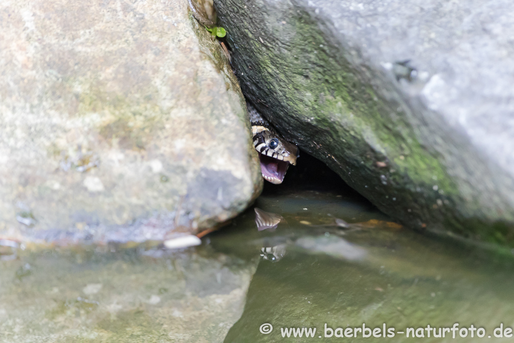 Ringelnatter frisst Frosch