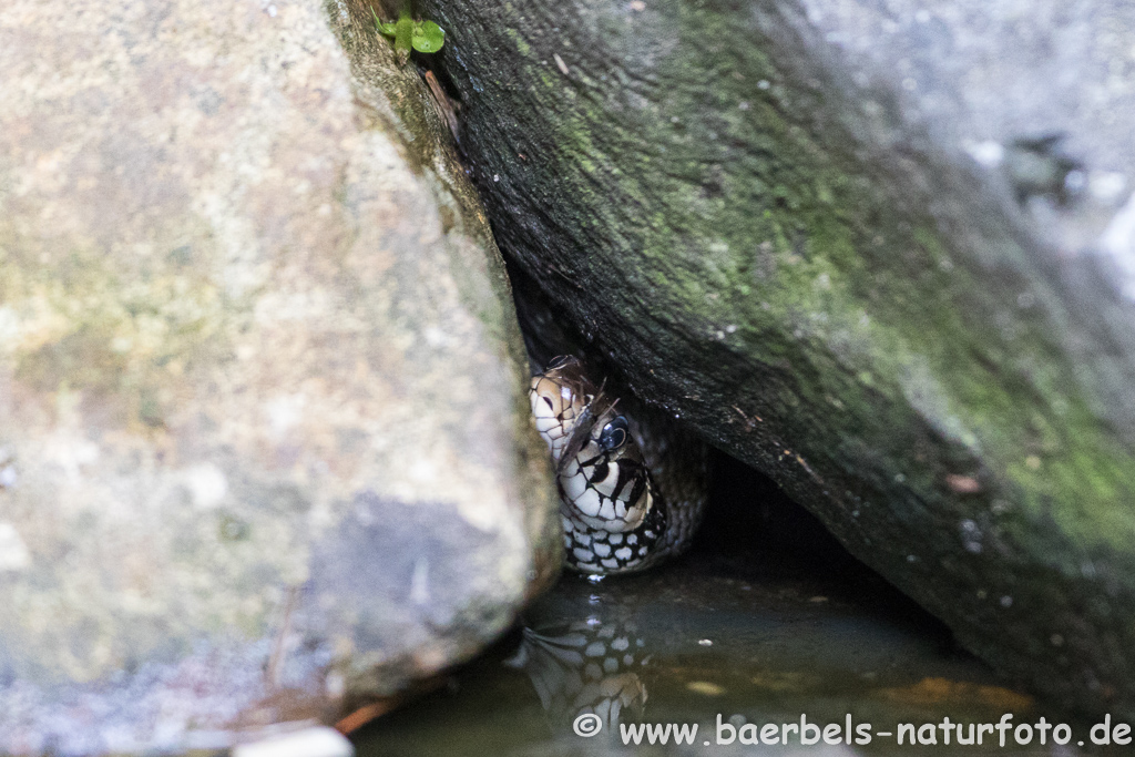 Ringelnatter frisst Frosch