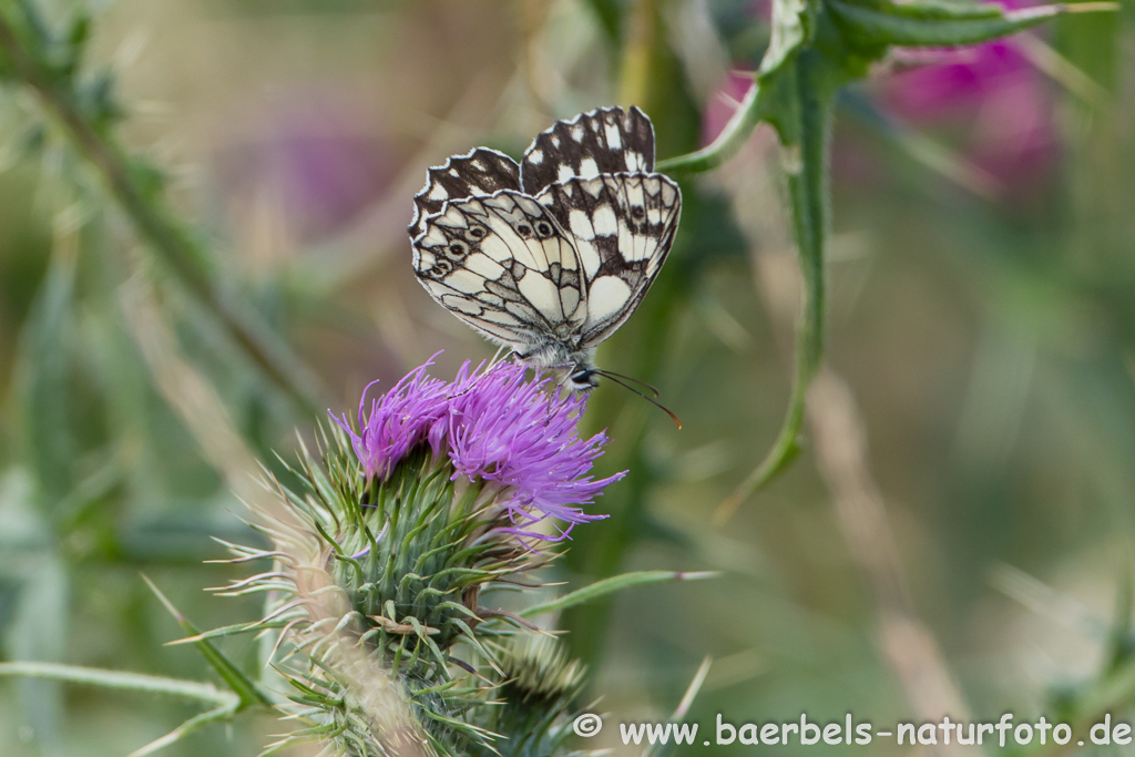 Schachbrettfalter