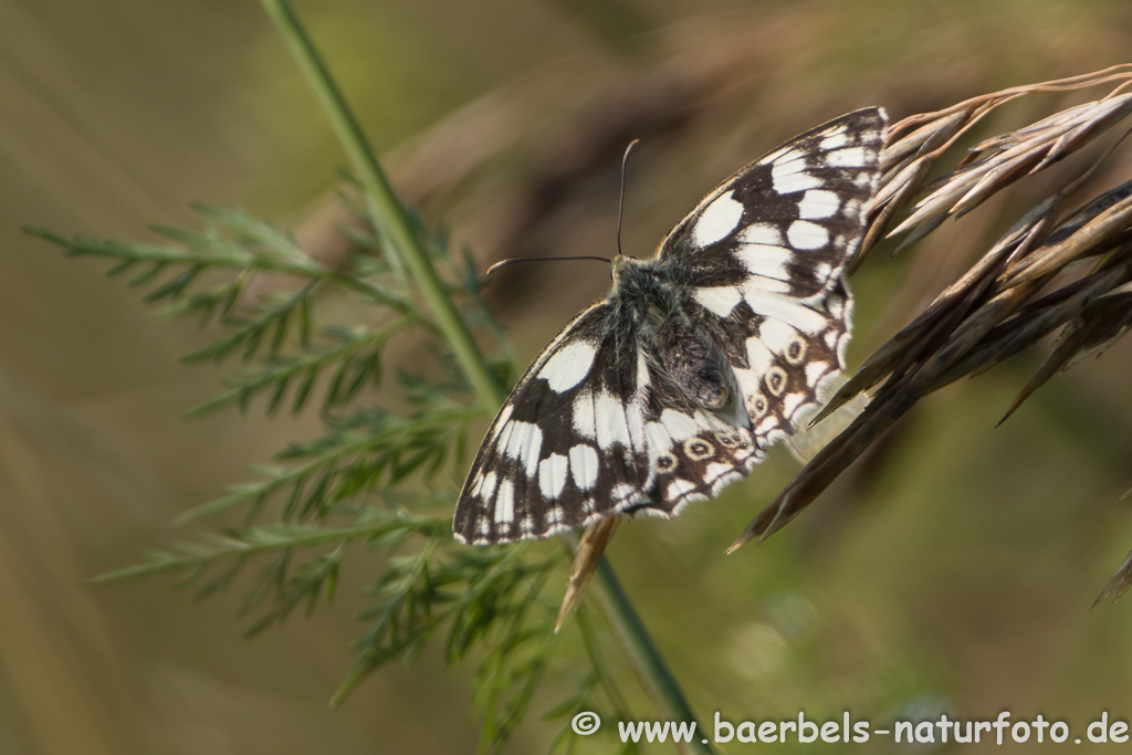 Schachbrettfalter