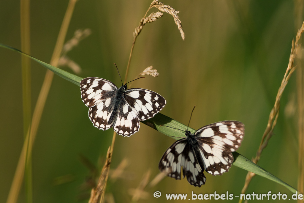 Schachbrettfalter