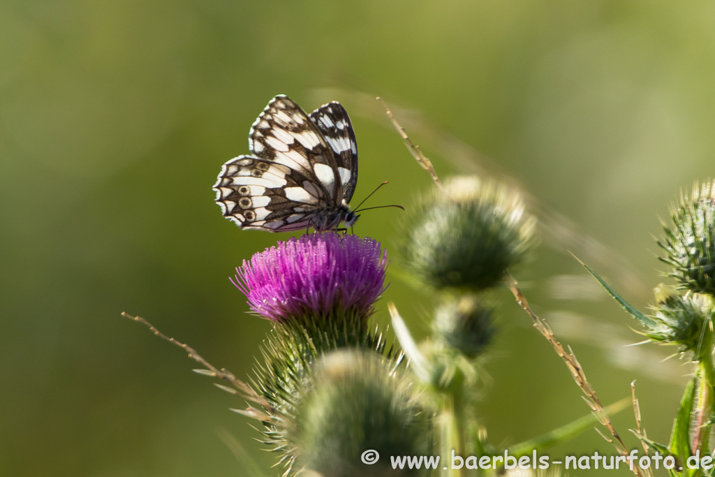 Schachbrettfalter