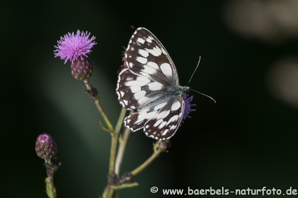 Schachbrettfalter