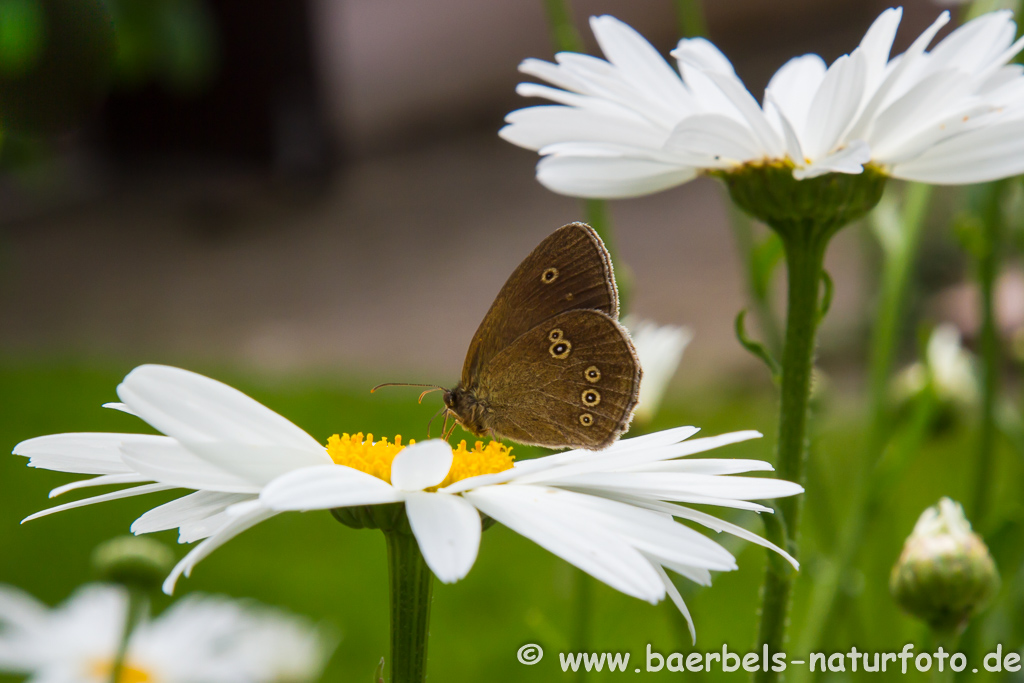 Brauner Waldvogel