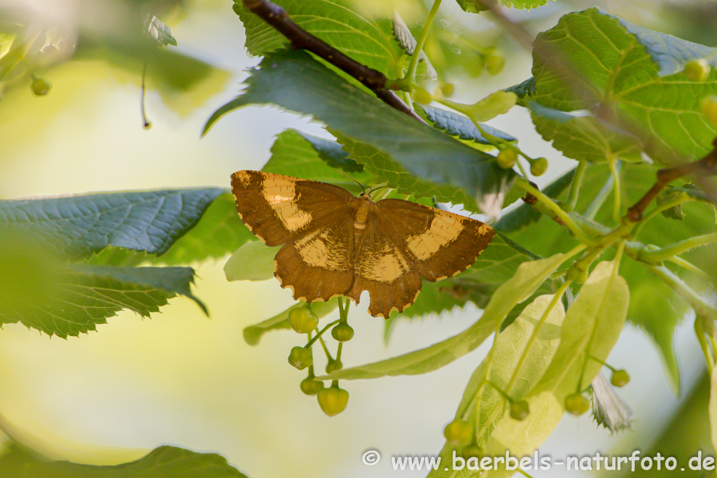 Schmetterling