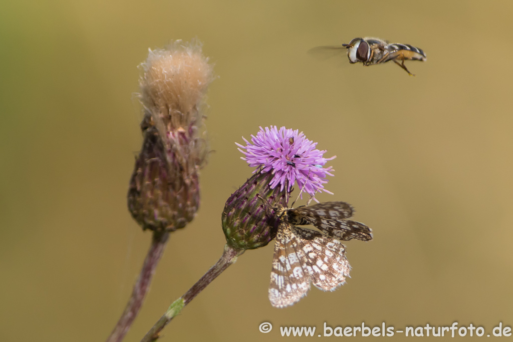 Schmetterling