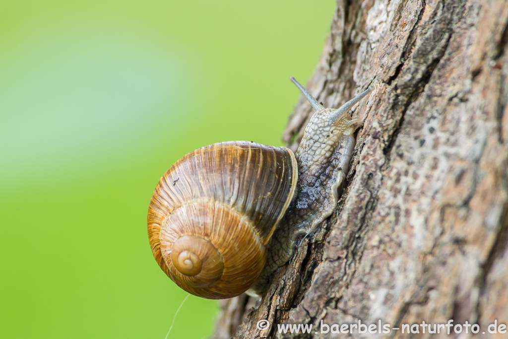 Weinbergschnecke