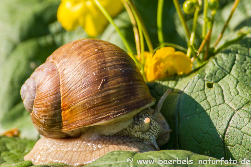 Weinbergschnecke