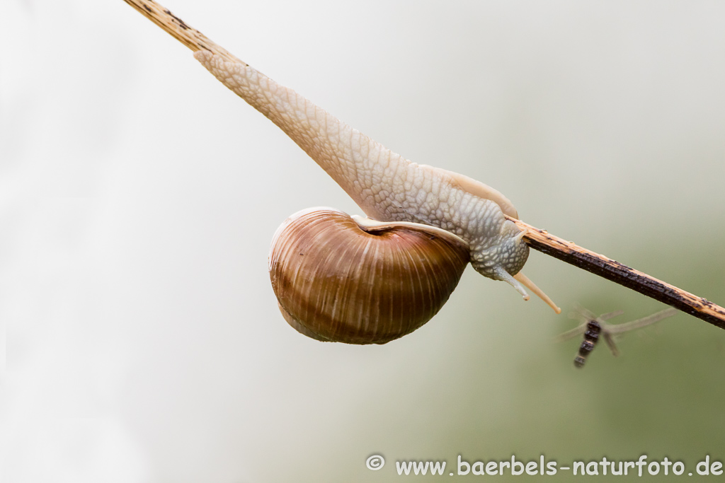 Weinbergschnecke