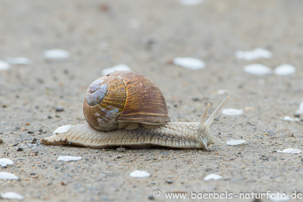 Weinbergschnecke