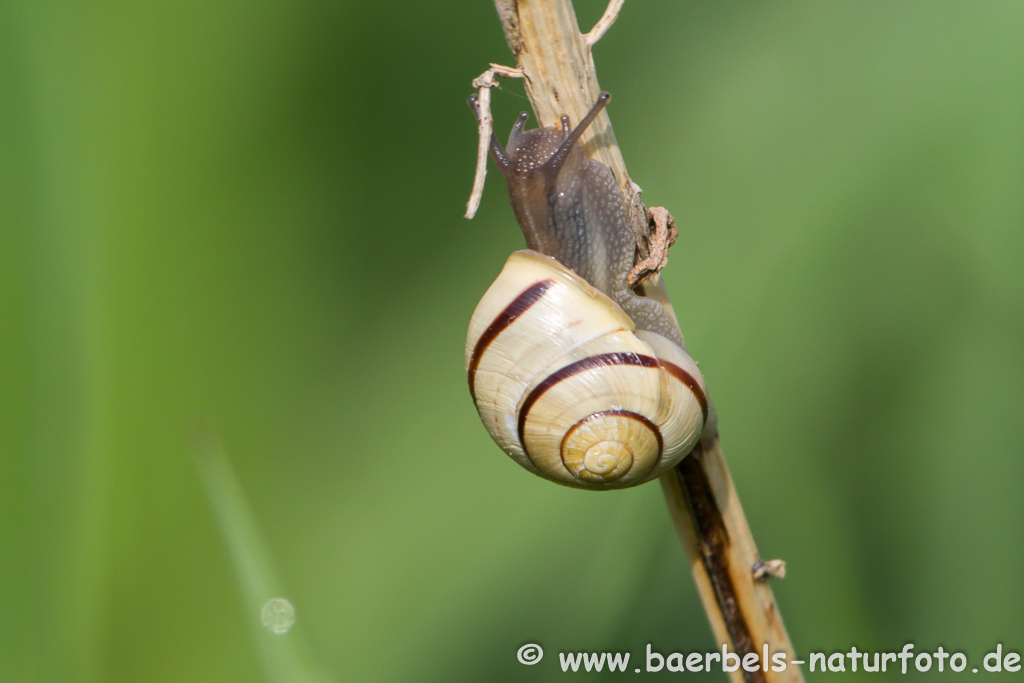 Hain-Bänderschnecke