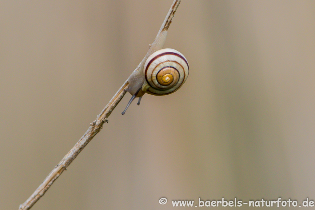 Hain-Bänderschnecke