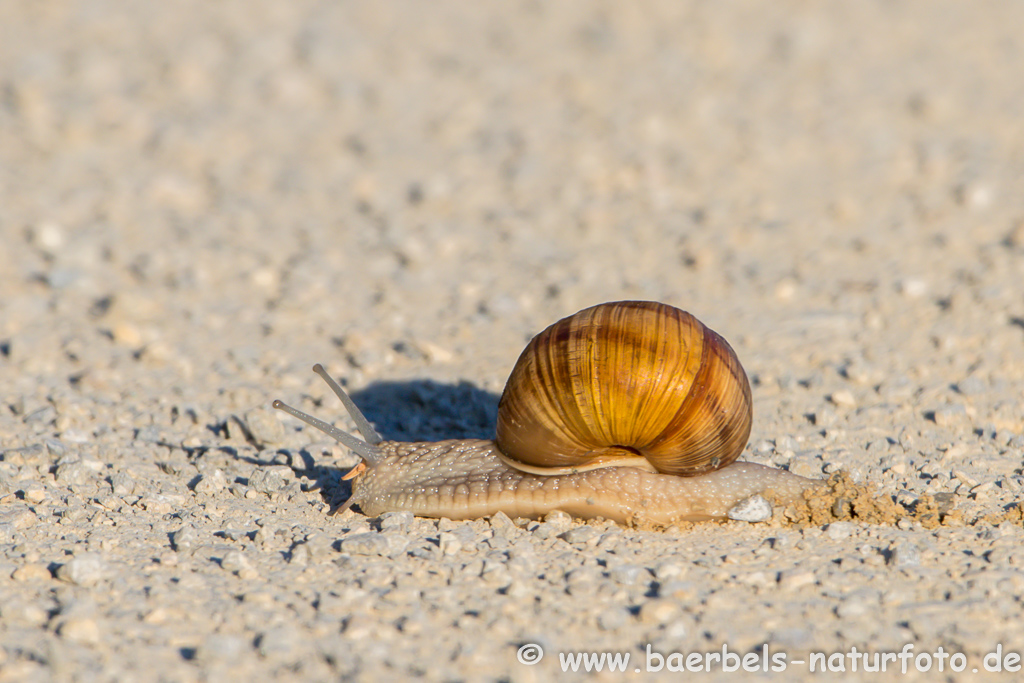 Weinbergschnecke