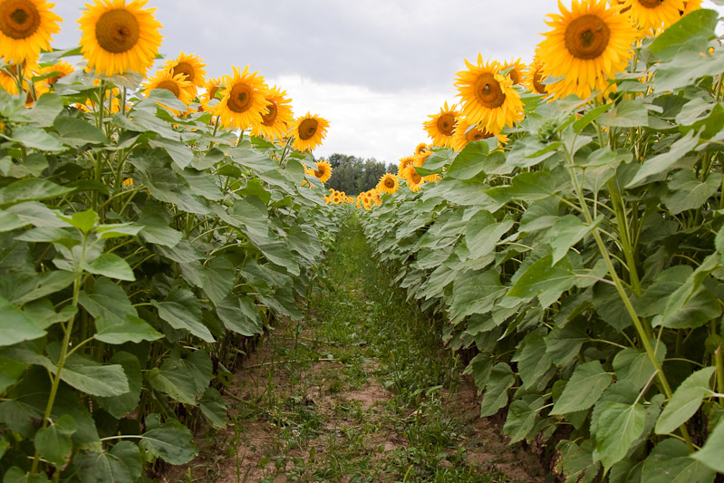 Sonnenblume