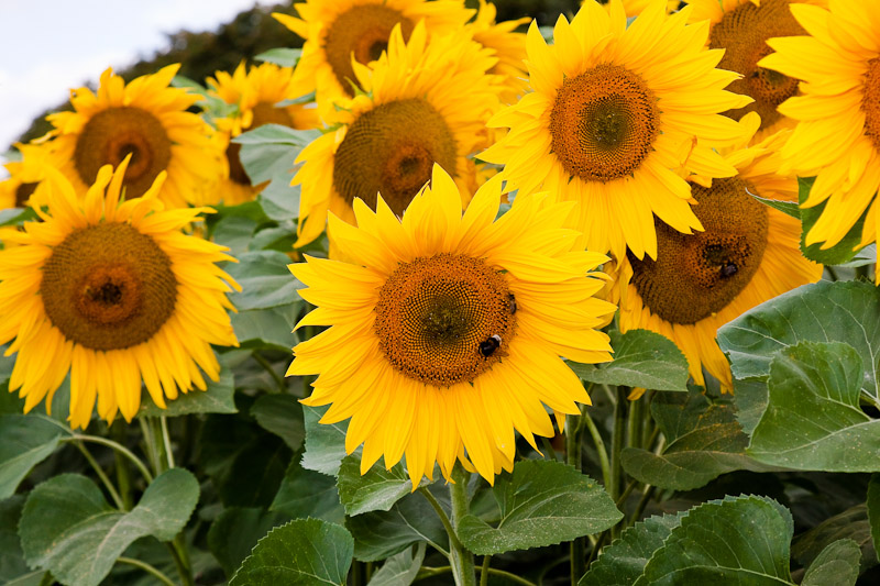 Sonnenblume