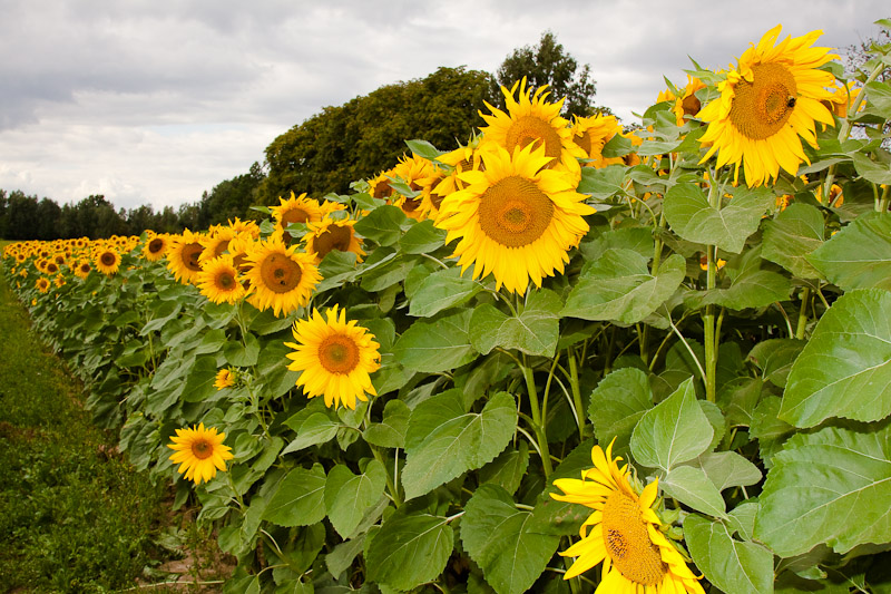 Sonnenblume