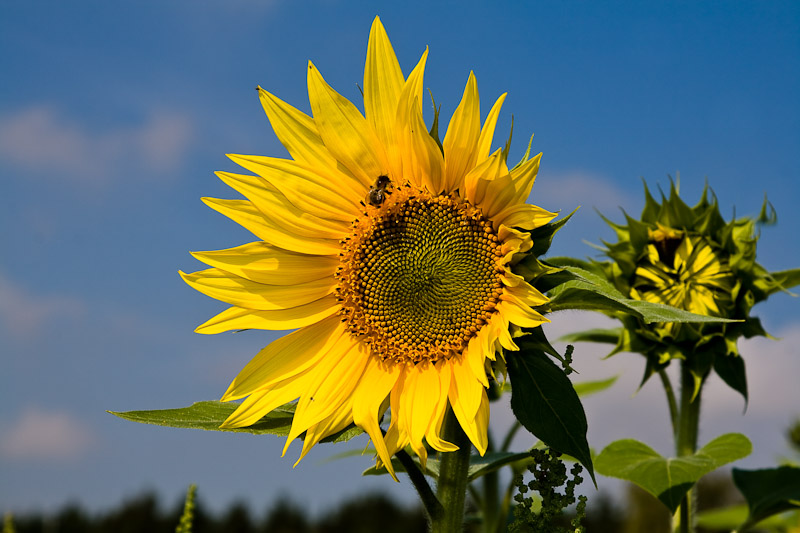 Sonnenblume