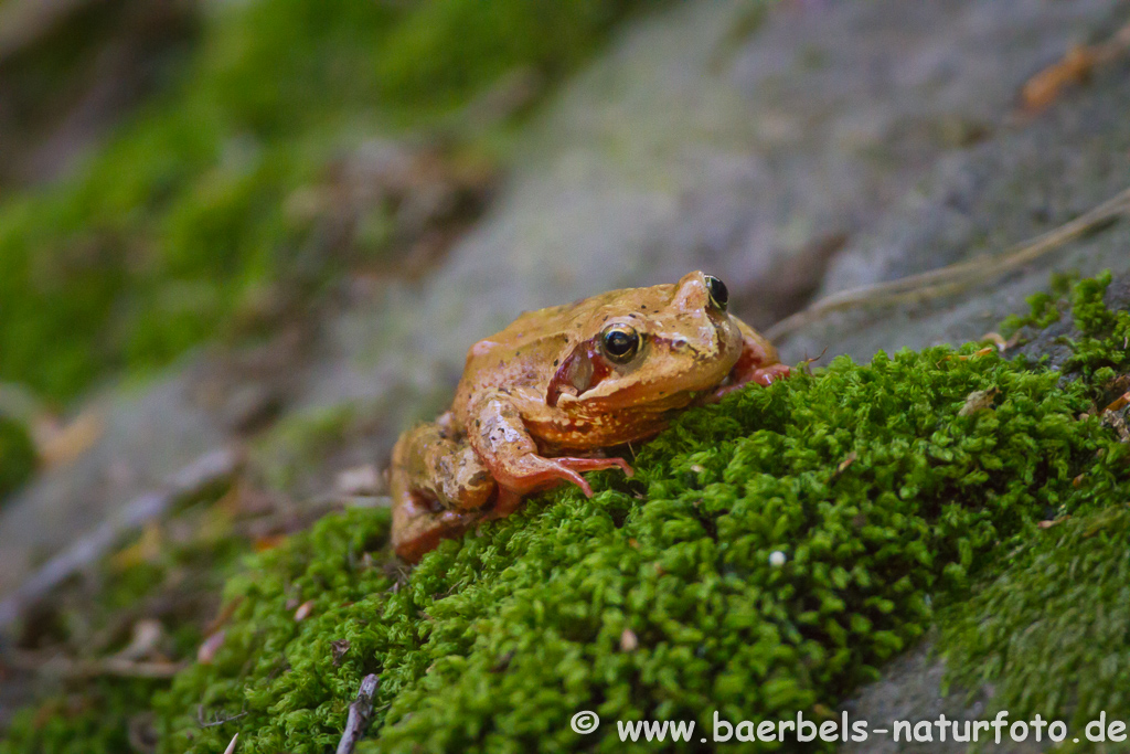 Springfrosch