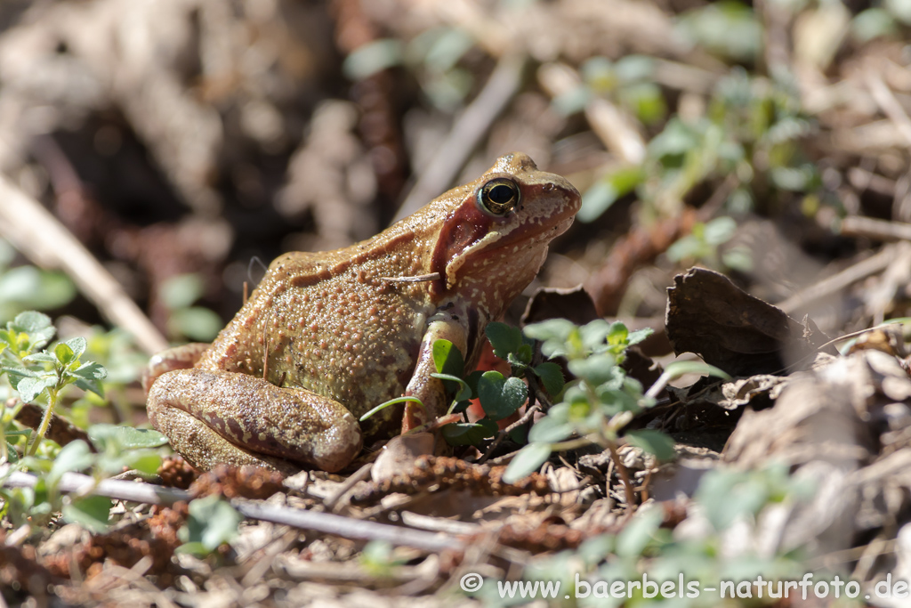 Springfrosch