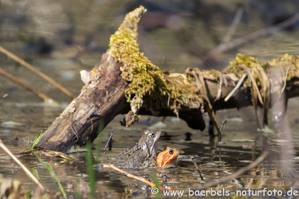 Springfrosch