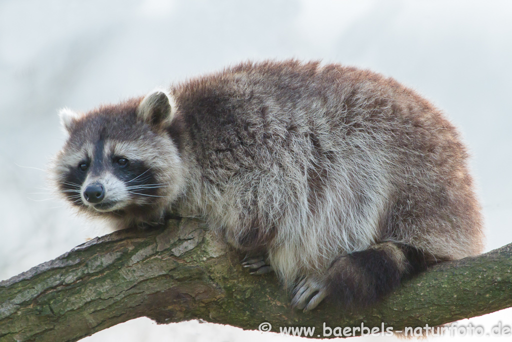 Waschbär