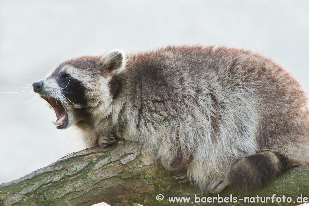 Waschbär