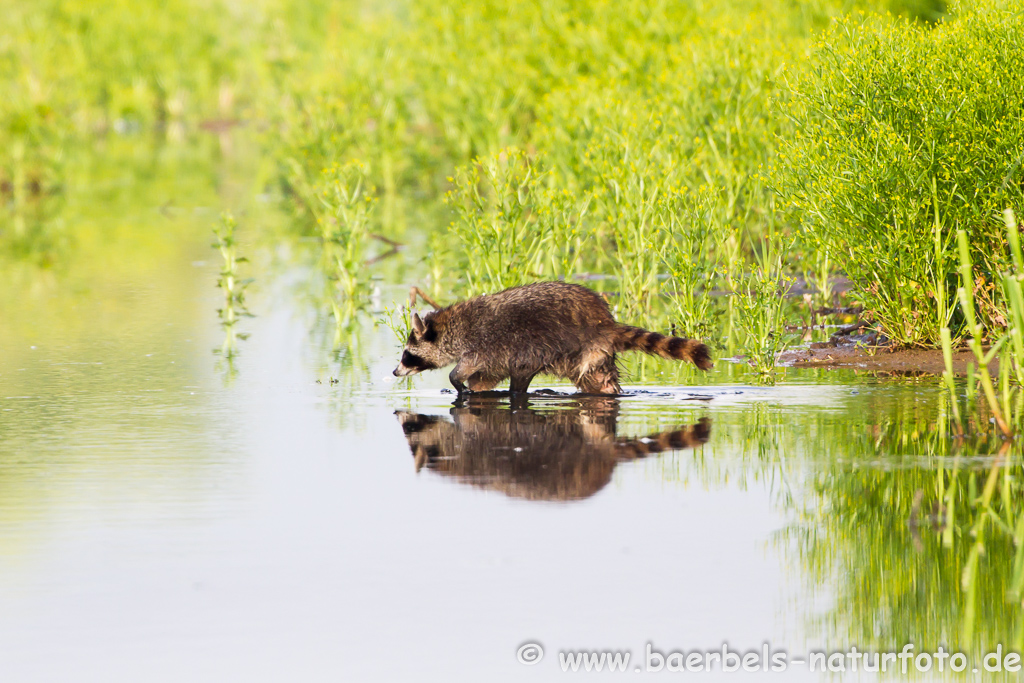 Waschbär