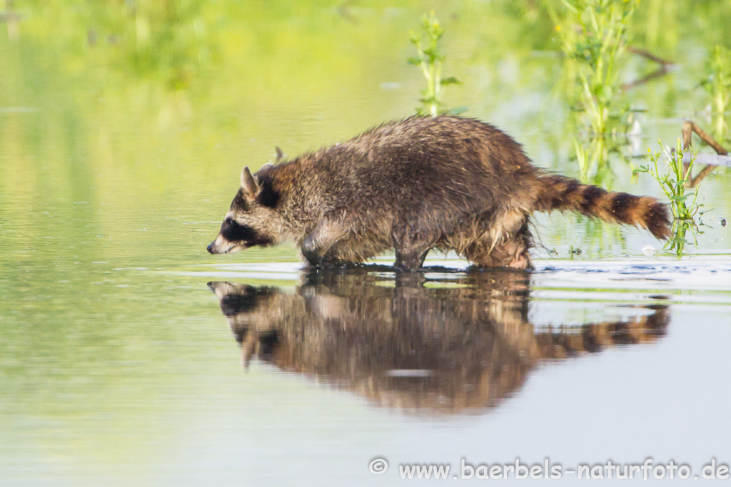 Waschbär