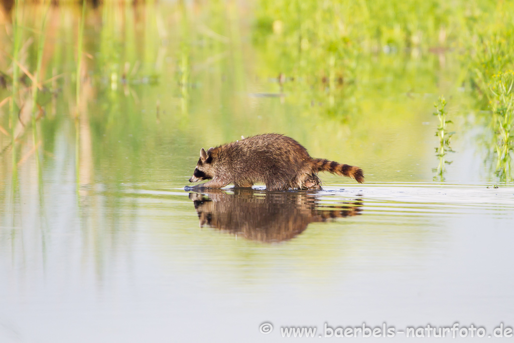 Waschbär