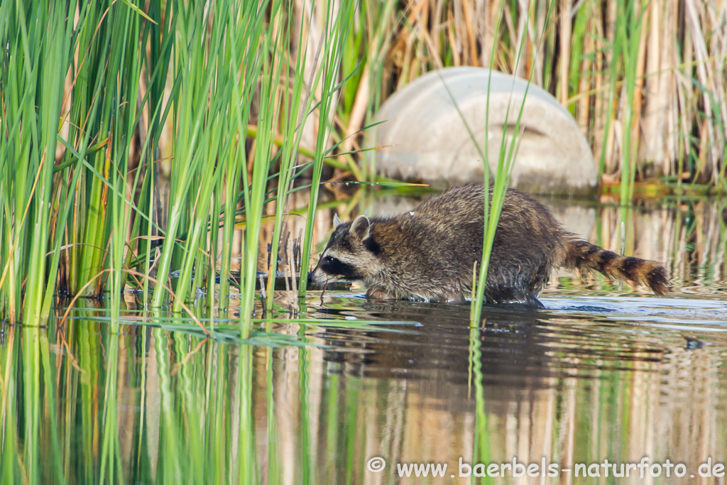 Waschbär