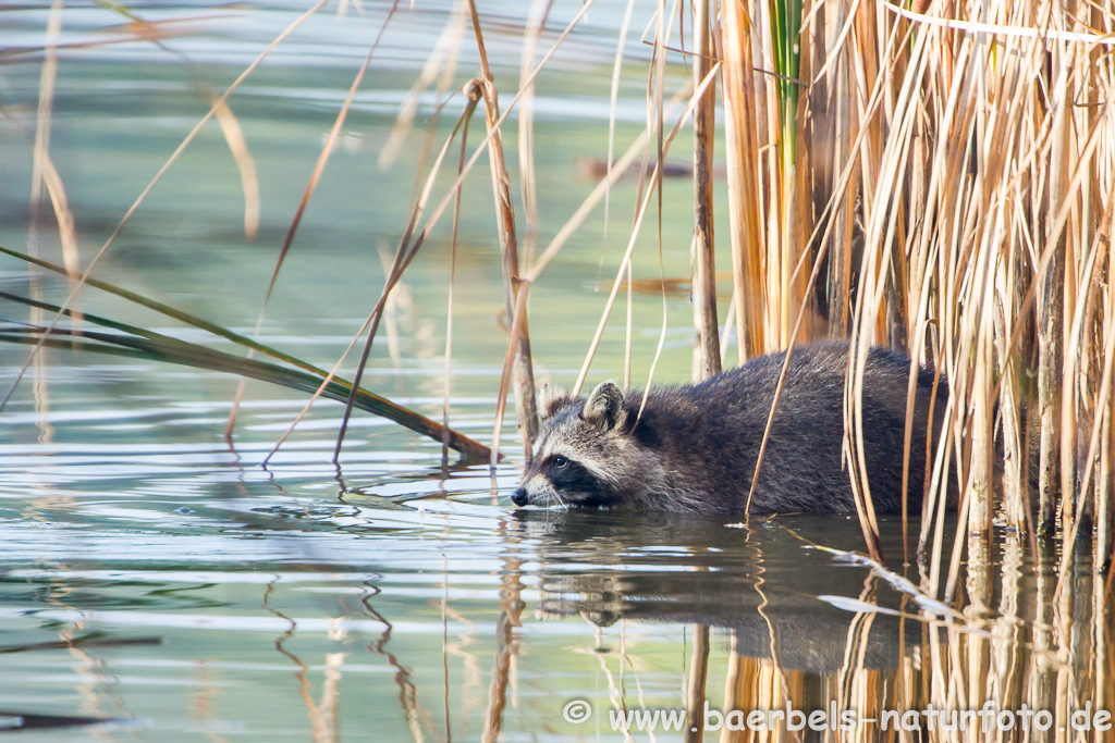 Waschbär