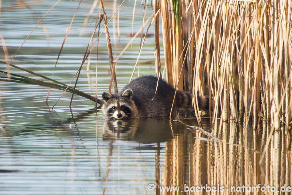 Waschbär