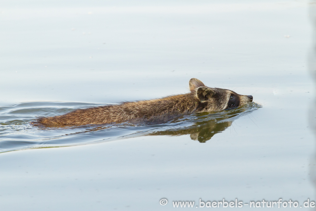 Waschbär