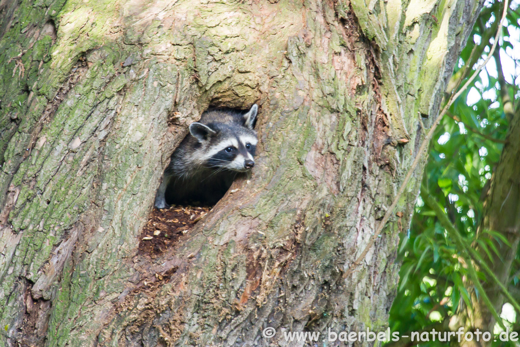 Waschbär