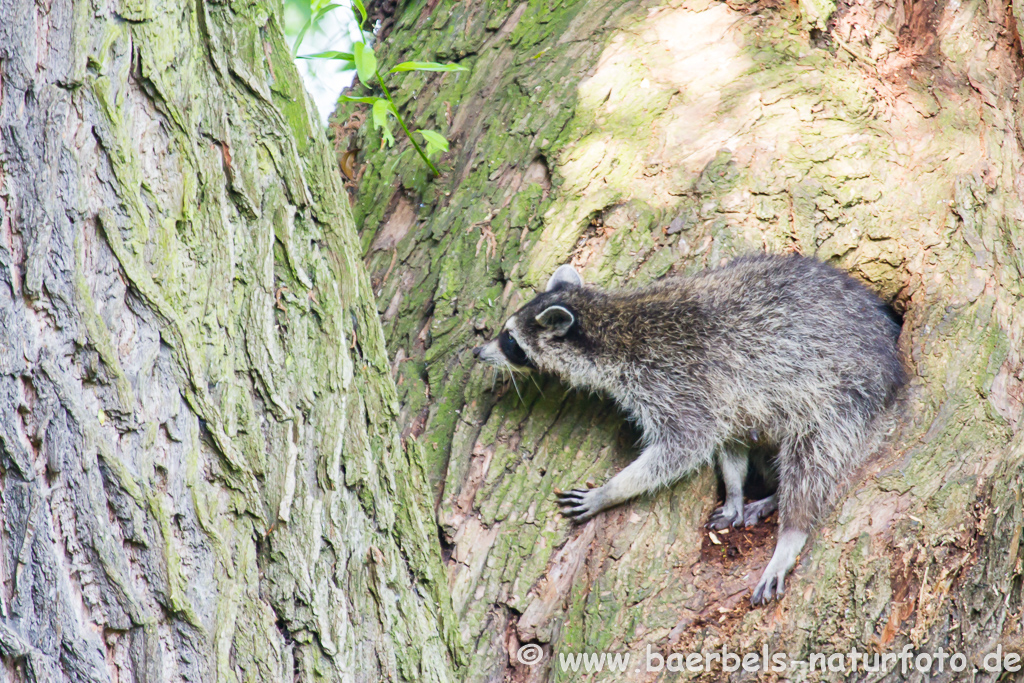 Waschbär