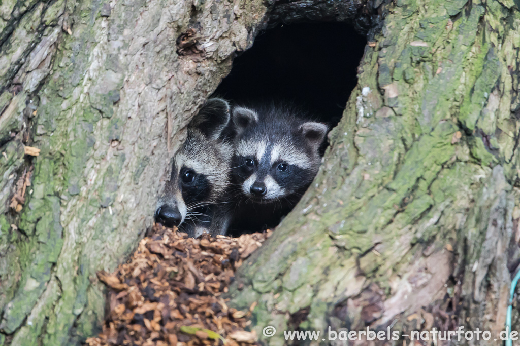 Waschbär