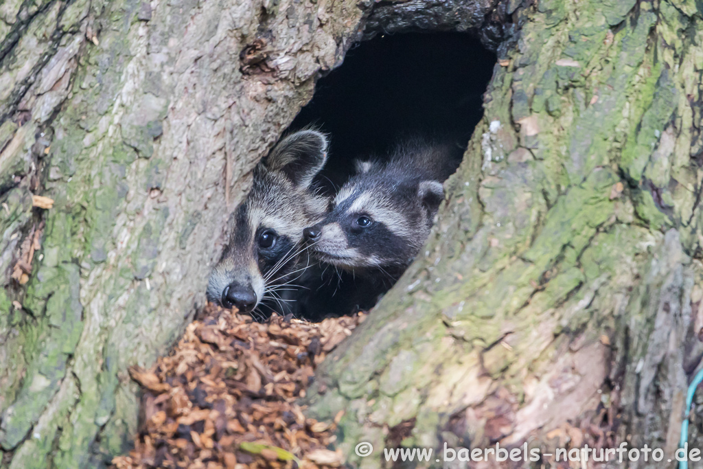 Waschbär