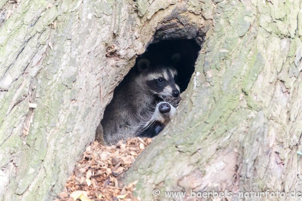 Waschbär