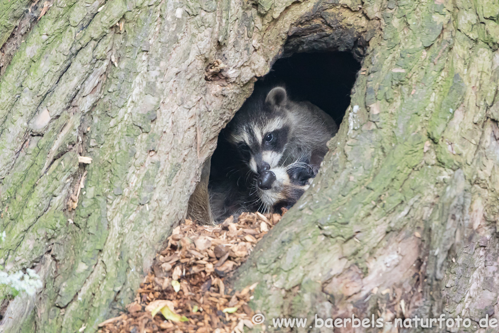 Waschbär