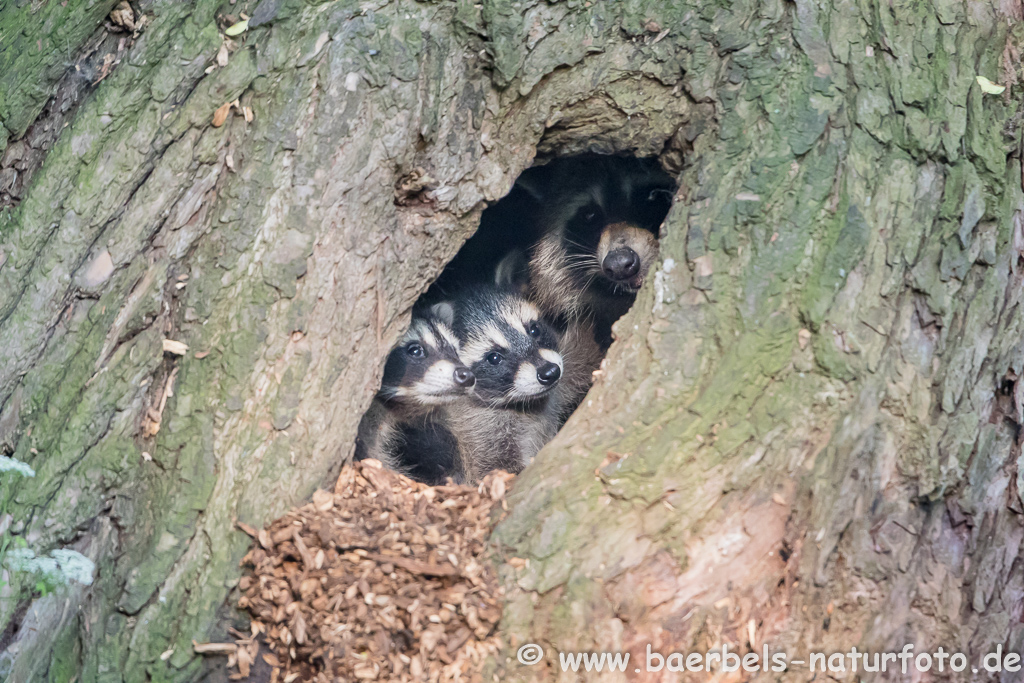 Waschbär