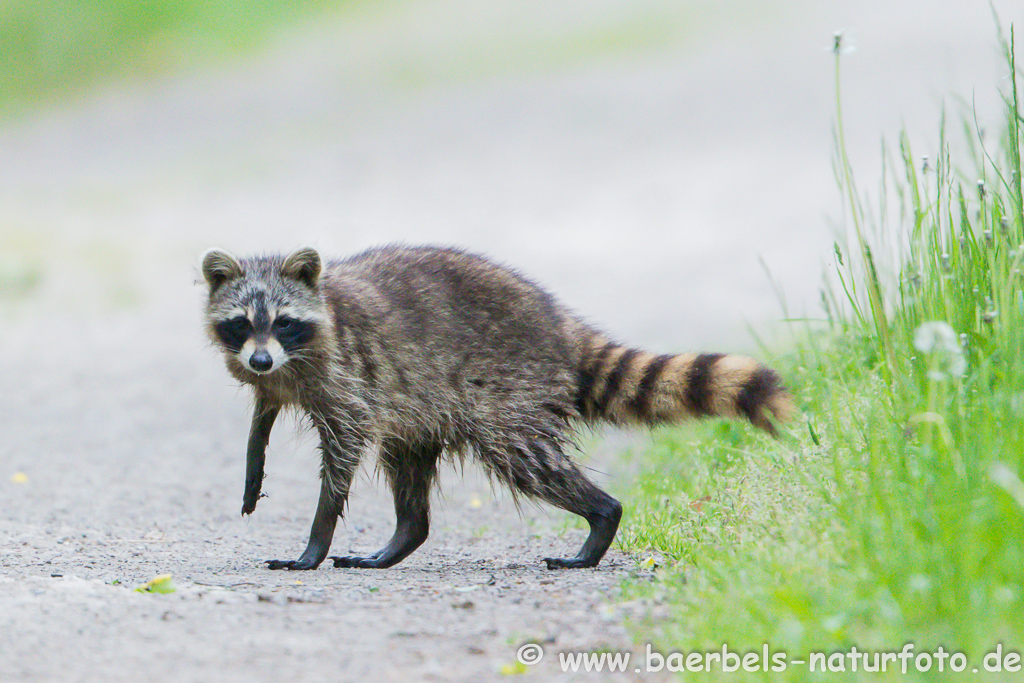 Waschbär