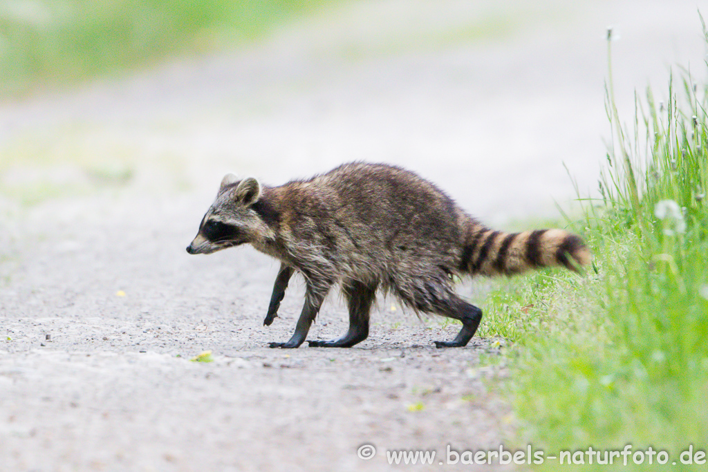 Waschbär