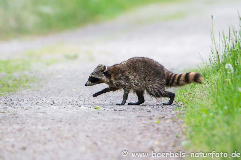 Waschbär