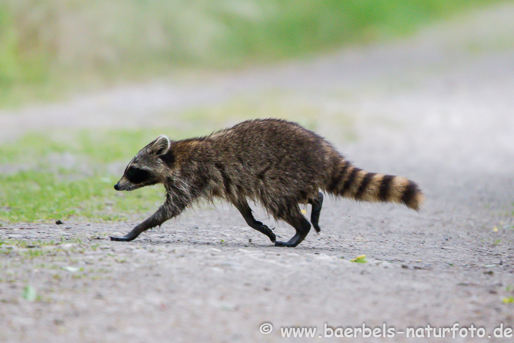 Waschbär