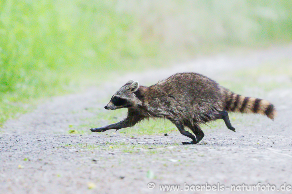 Waschbär