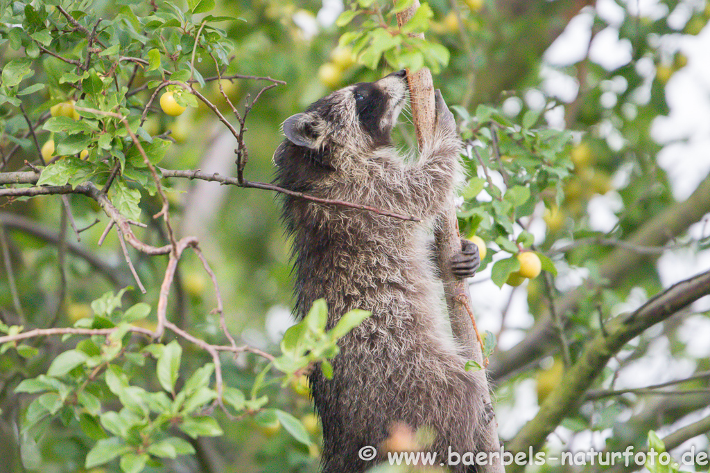 Waschbär