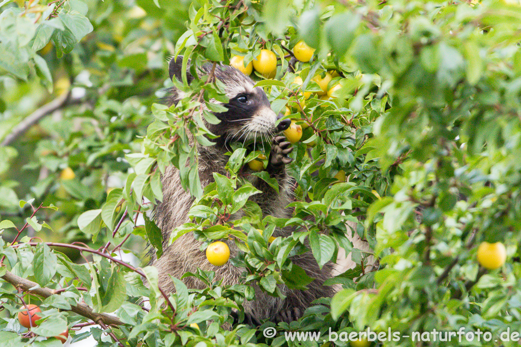 Waschbär