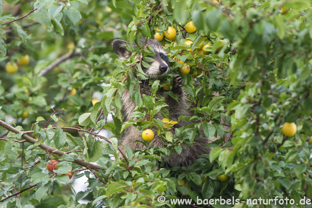 Waschbär