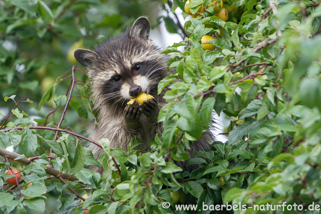 Waschbär