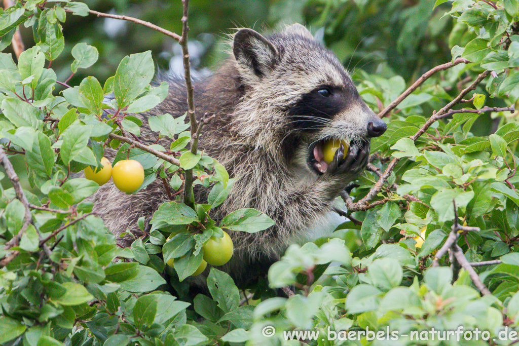 Waschbär